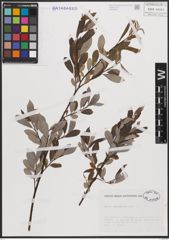 Foto von Salix cantabrica Rech. f.